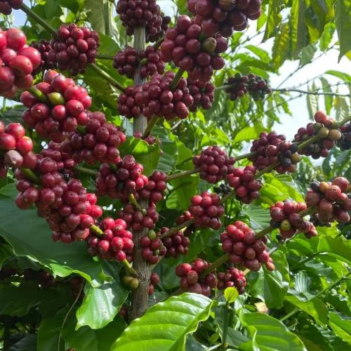 Tìm hiểu về cây cà phê ở Bù Đốp, Bình Phước